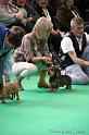 Crufts2011_2 576